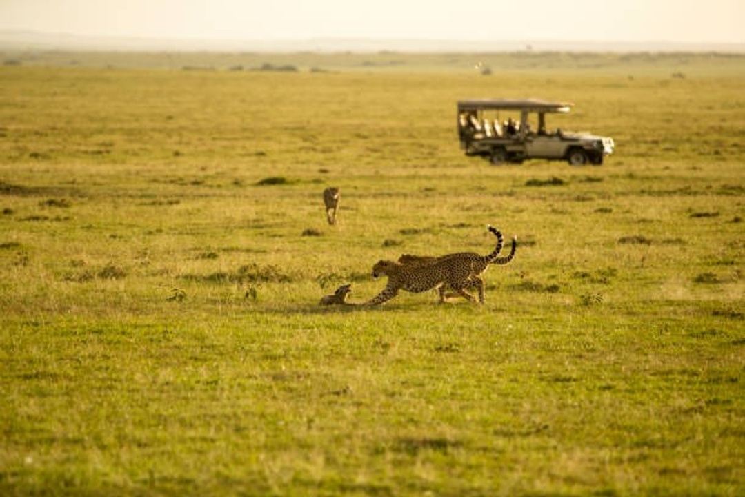 Best Big Tanzania Days Serengeti Safari In Tarangire Serengeti