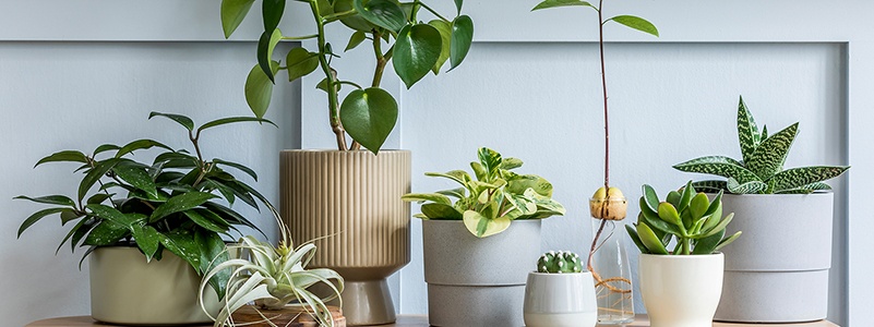 20 Pet Safe House Plants for Animal Lovers’ Homes | BHGRE HomeCity ...