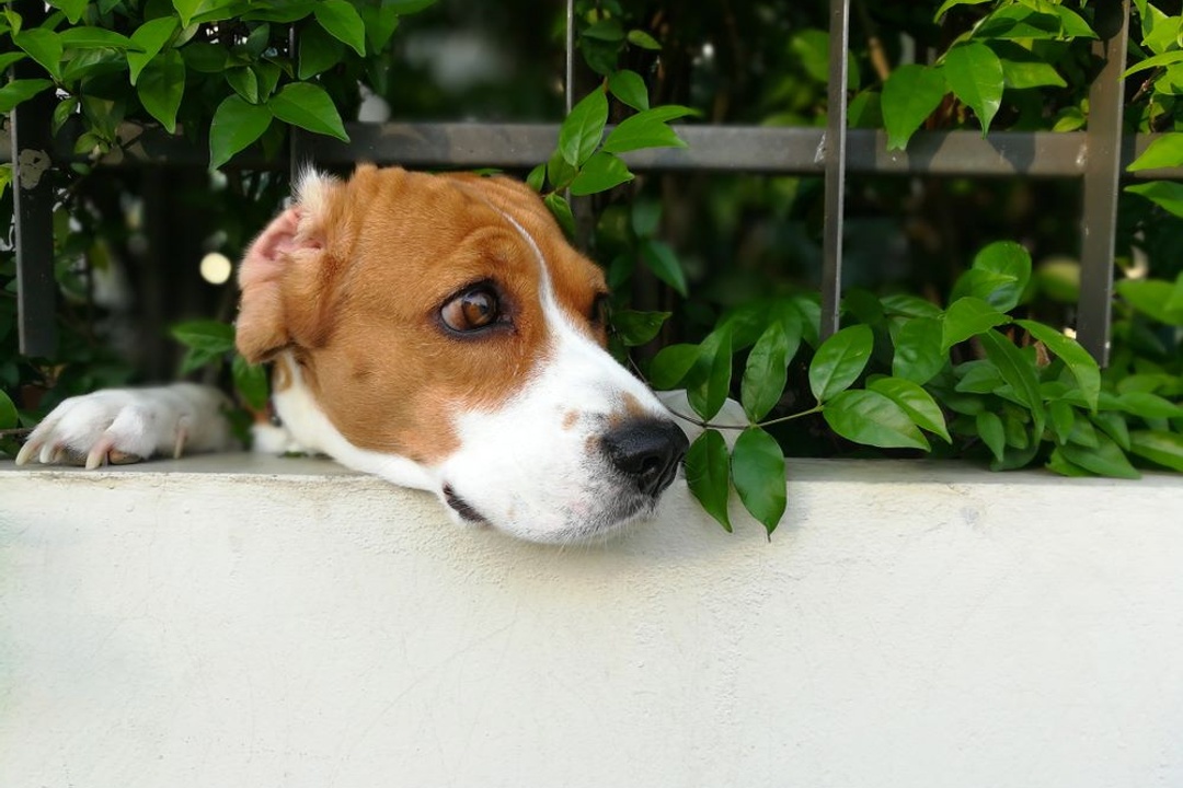 The Ultimate Guide to Pet-Proofing Your Yard: Keeping Fido Safe and You Sane