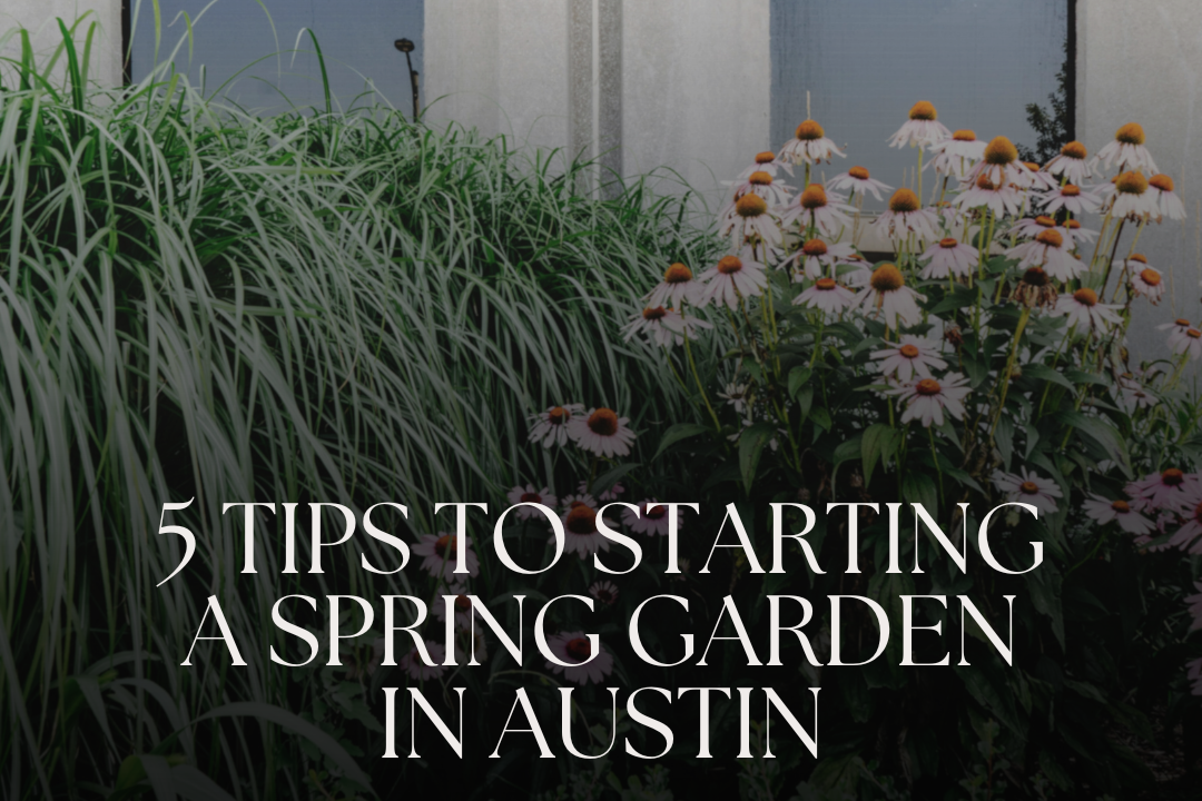 Five Tips to Starting a Spring Garden in Austin