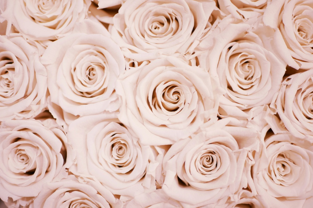 The Language of Roses: Unveiling the Symbolic Meanings of Their Colors