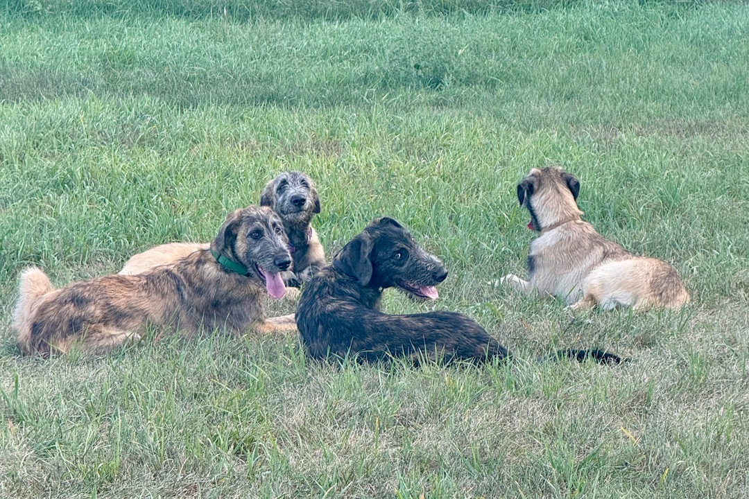 Buying a Kennel or Dog Breeder Property in Upstate New York: What You Need to Know (2026)