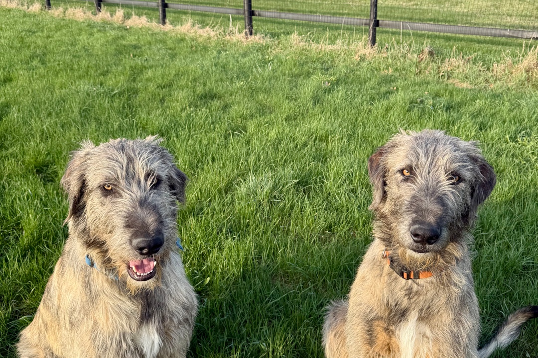 Dog-Friendly Homes and Properties in Saratoga County NY: A Buyer's Guide (2026)