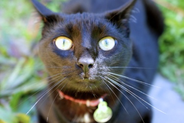 Zoë the cat