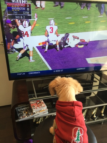 Football dog