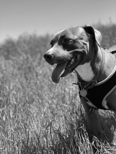 Remy boy on a hike 