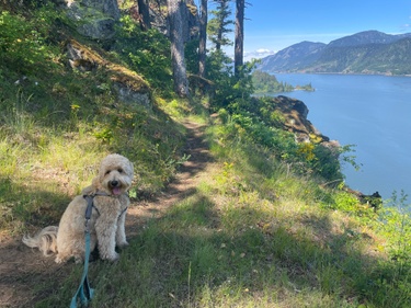 Archer taking in the views at Westcliff Lodge. ❤️❤️