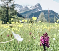 Hamburg und Tirol - eine Alpenfreundschaft?