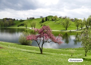 Overshoot & Out: Birds in the Park