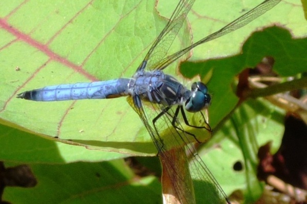 Dragonflies