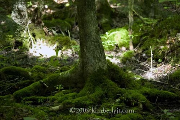 gallery-post