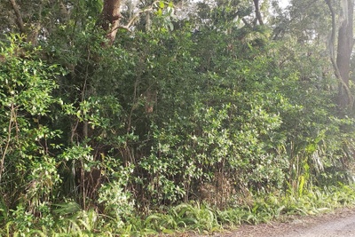 Interior 1 photo for DIXIE WAY Lot 7 Sanford fl 32771