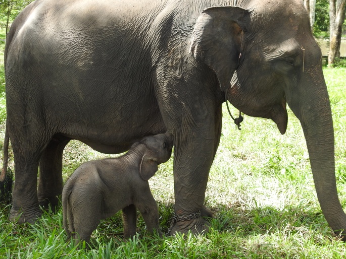 Saving Sumatran Elephants - Food Appeal | Chuffed | Non-profit charity