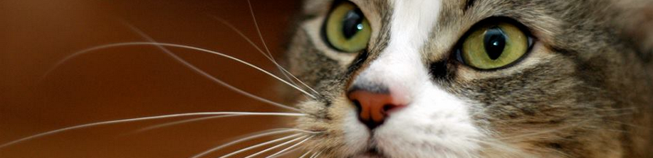 City Cat Vets (Veterinary Care) 5