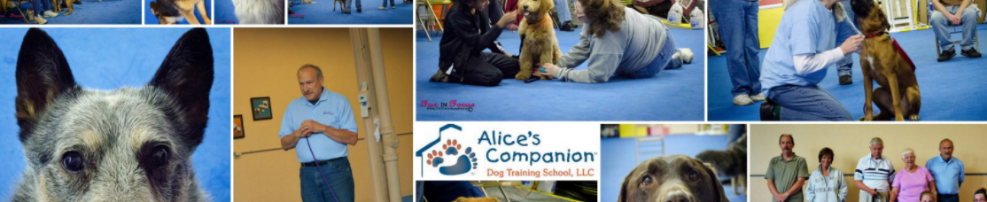 Alice's companion dog store training