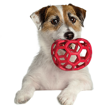 Petsmart store puppy day