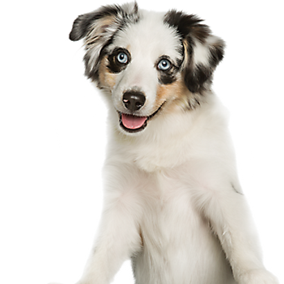 Virtual Dog Training  PetSmart Pet Services