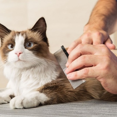 Petsmart cat grooming sales services