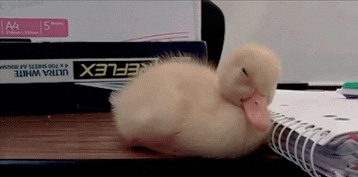duckling falling asleep