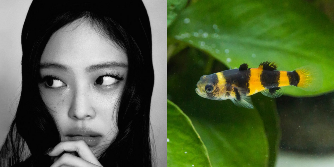 Newly discovered species of Bumblebee Goby fish named after BLACKPINK's JENNIE