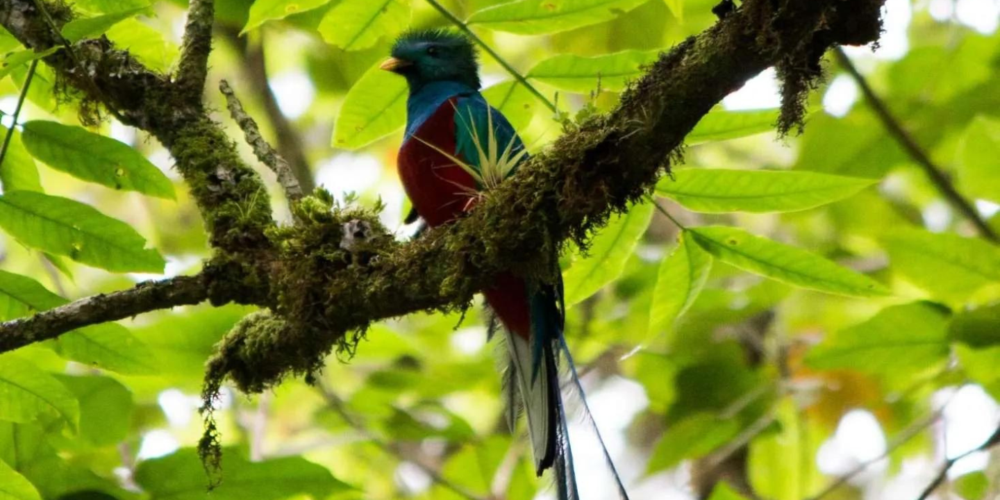 BIRDWATCHING CHIRIQUI Birds of Western Panama