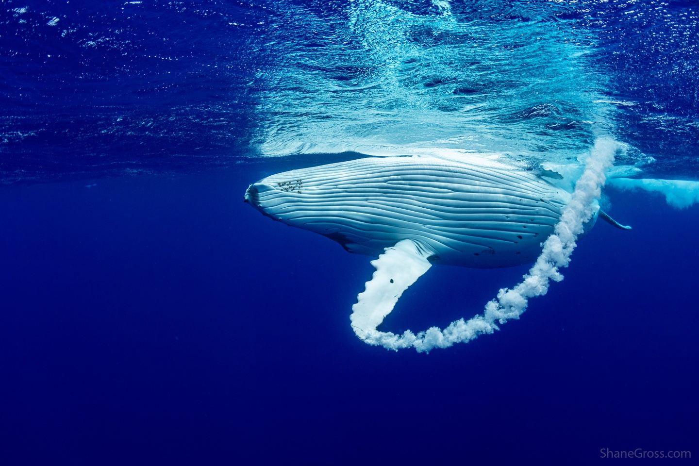 Swim with Humpback whales - French Polynesian remote island expedition