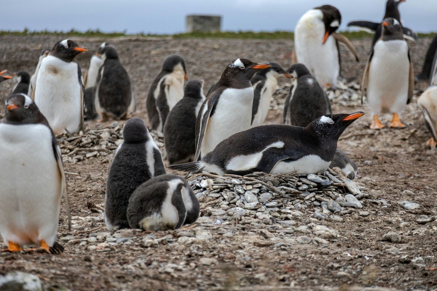 CANAL BEAGLE PINGUINERA
