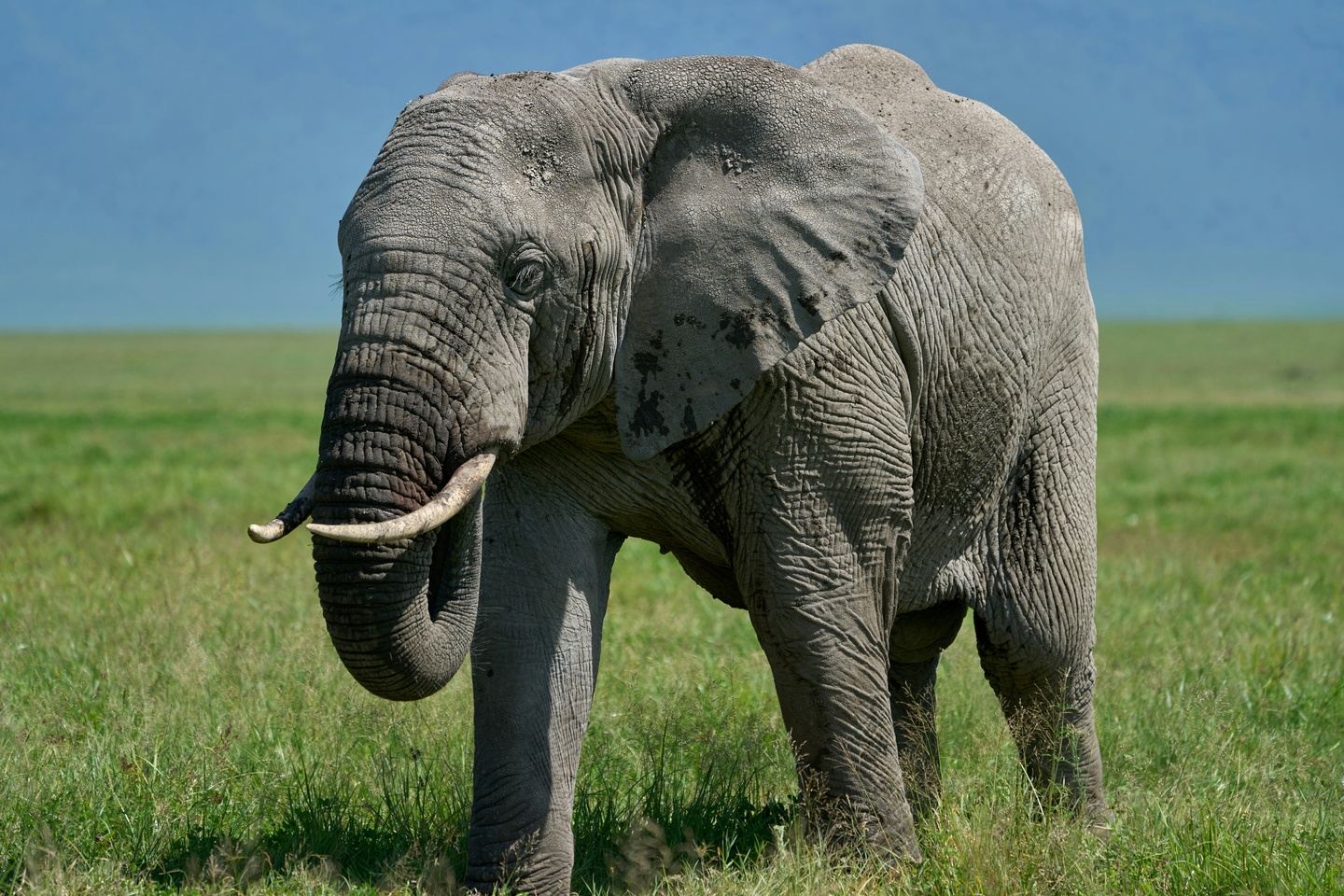 Day trip to Ngorongoro Crater