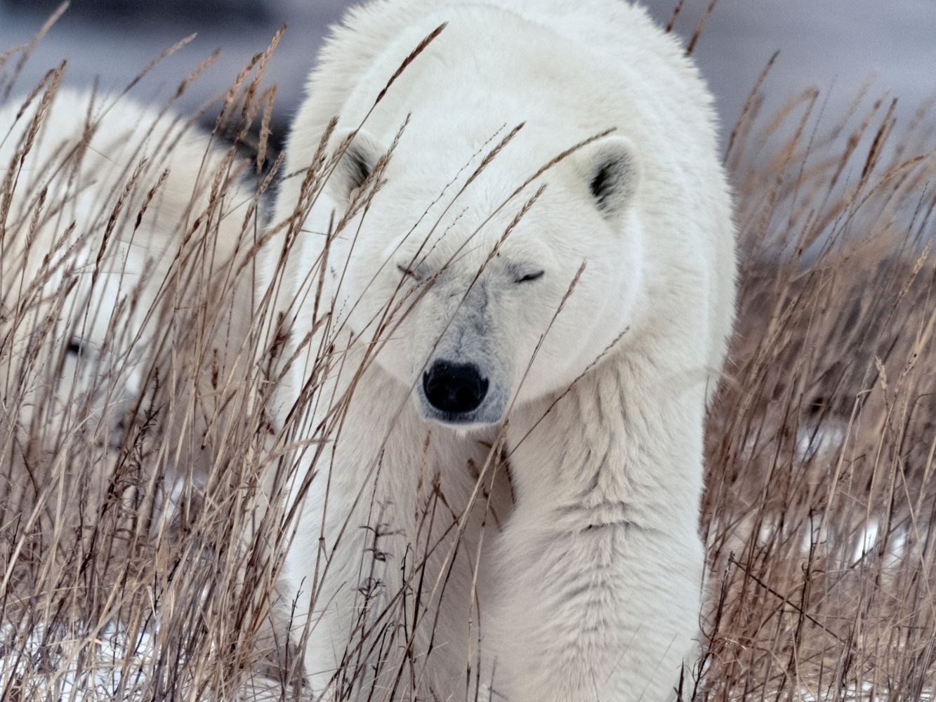 8-Day Polar Bear Photo Tour
