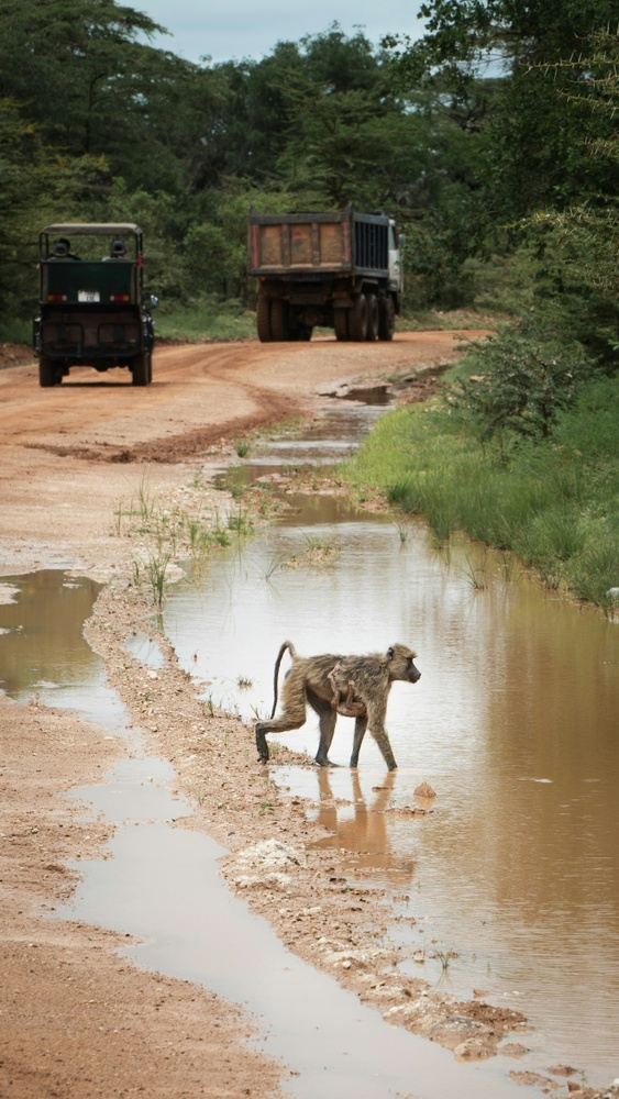 2 Days Selous Game Reserve Safari