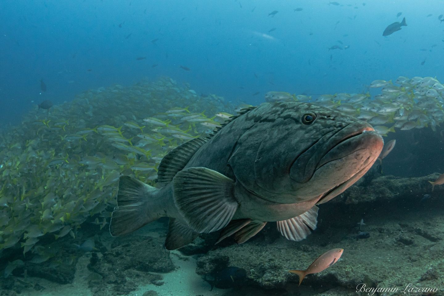 2025 - Best of Baja 5 Day Dive Package