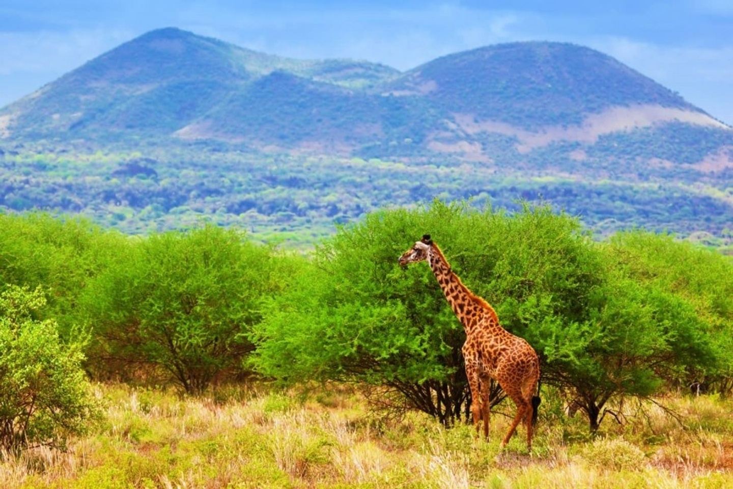 3 Days Tsavo Safari Escape