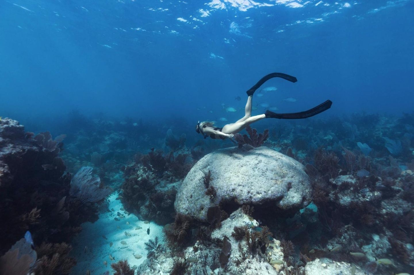 Level 1 Freediving & Ocean Conservation in St. Croix, USVI 2026
