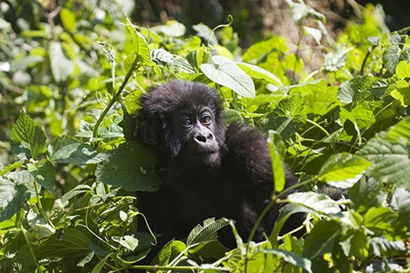 Gorilla Trekking 2027