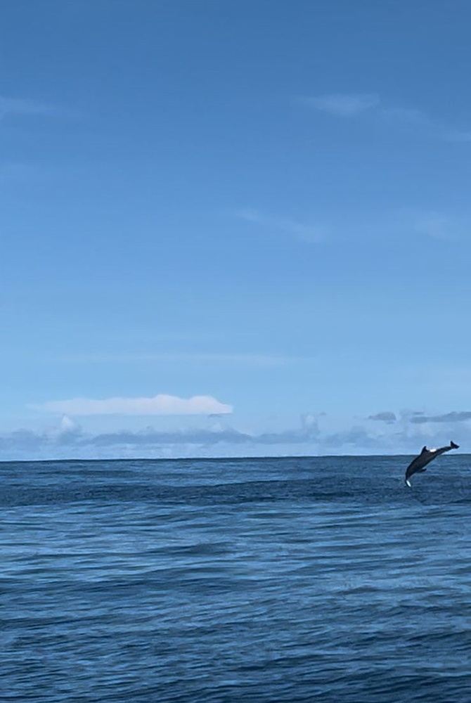 Whale Watching Tour
