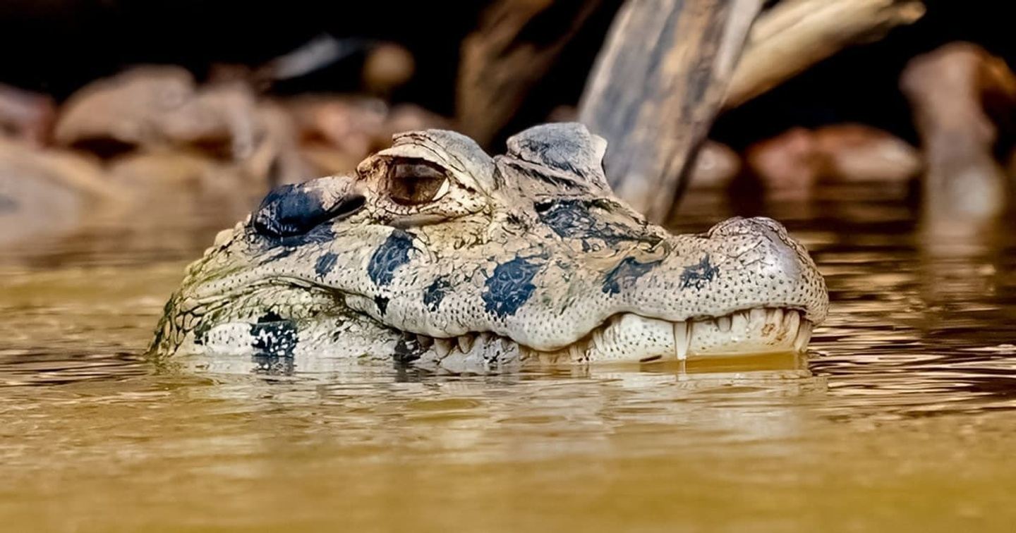 8 Day Manu National Park Reserved Zone Tour - 25% DEPOSIT!