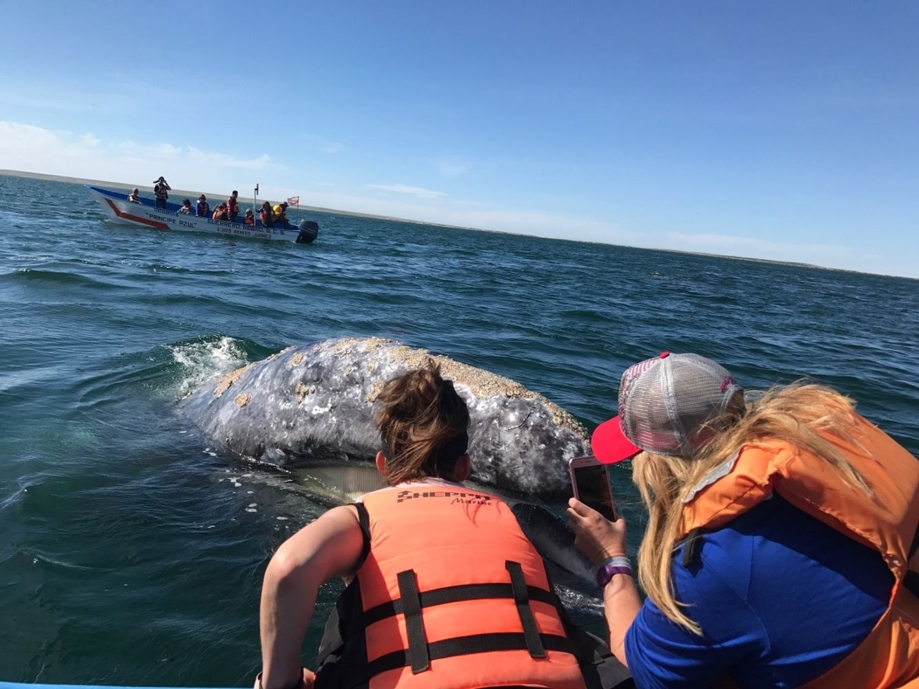 6 Day Whale Watching - Alternate Transportation