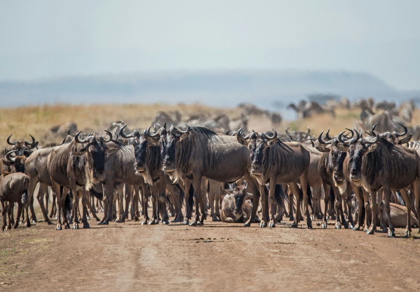 Nature’s Miracle: An 8-Day Elevated Calving Season Safari (Signature)