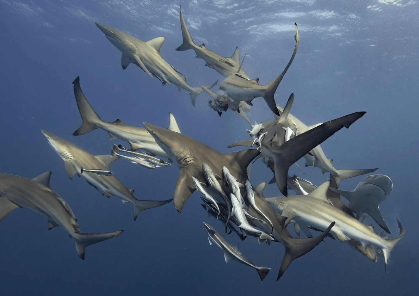 South Africa, Aliwal Shoal Shark Expedition - October
