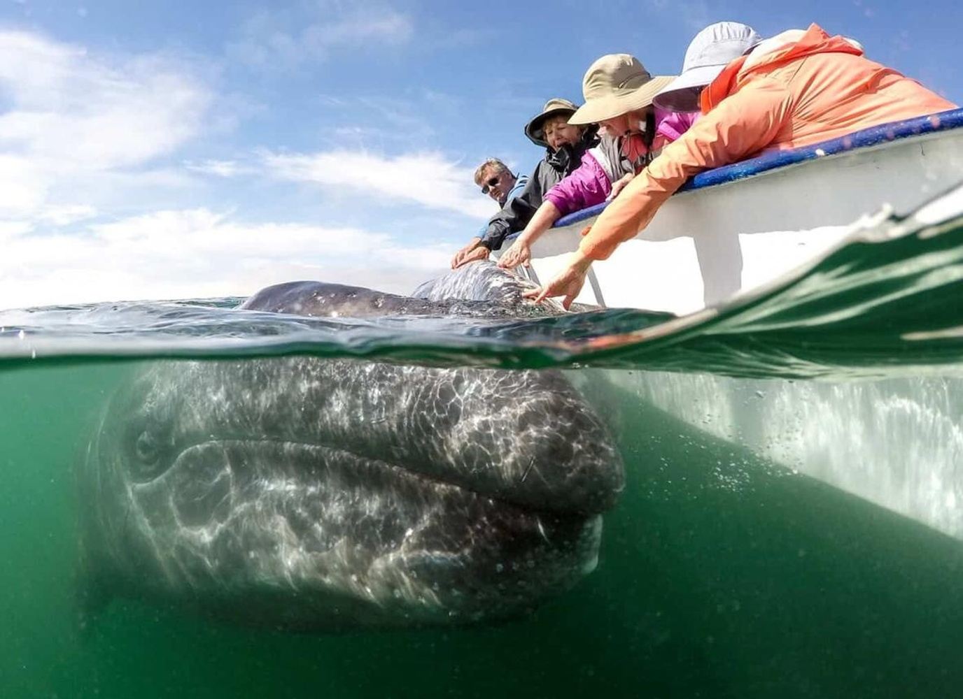 The Friendly Gray Whale Journey