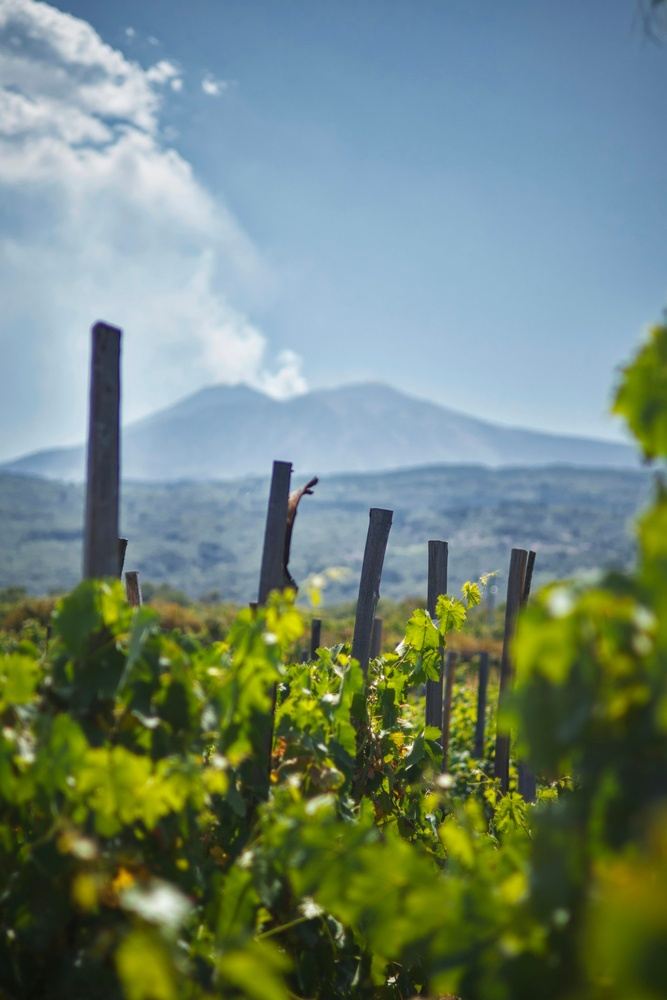 Mount Etna & Sicilian Winery