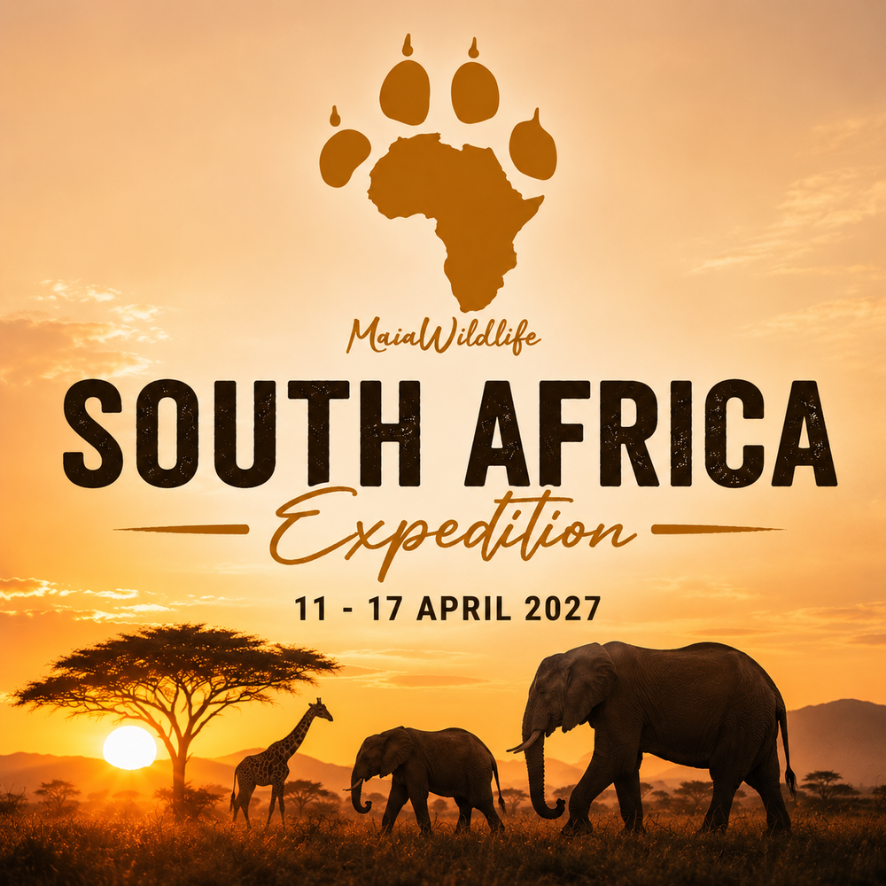 MaiaWildlife South Africa Wildlife Expedition - 7 days / 6 nights