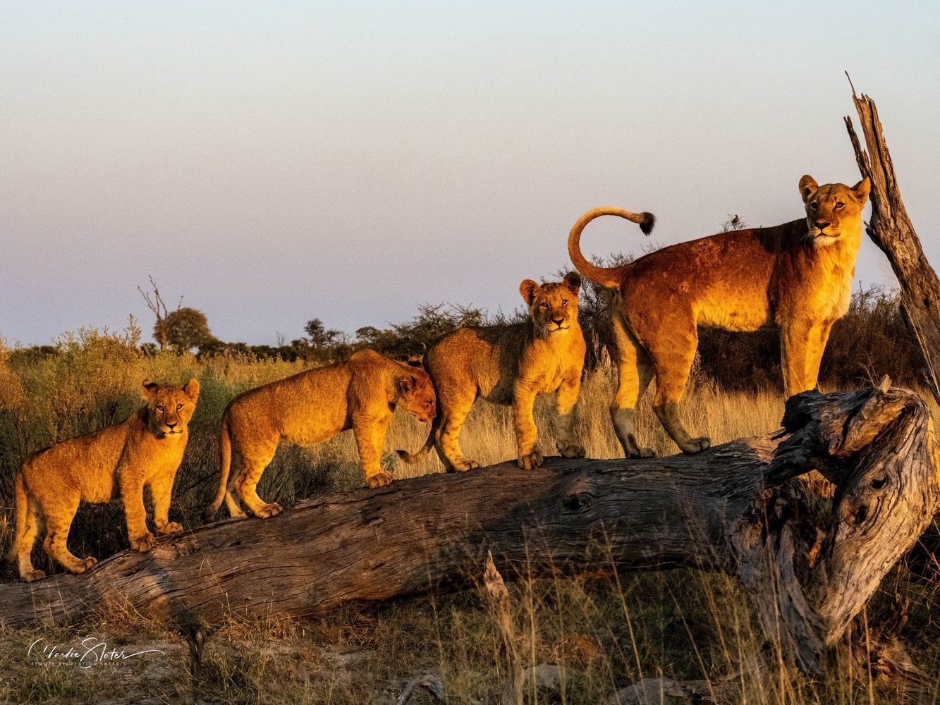 Zimbabwe Safari!!