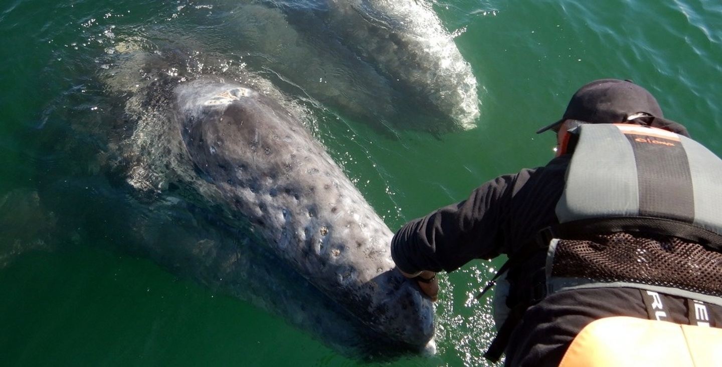 (F)A La Carte Whale Watch 1/2 day trip