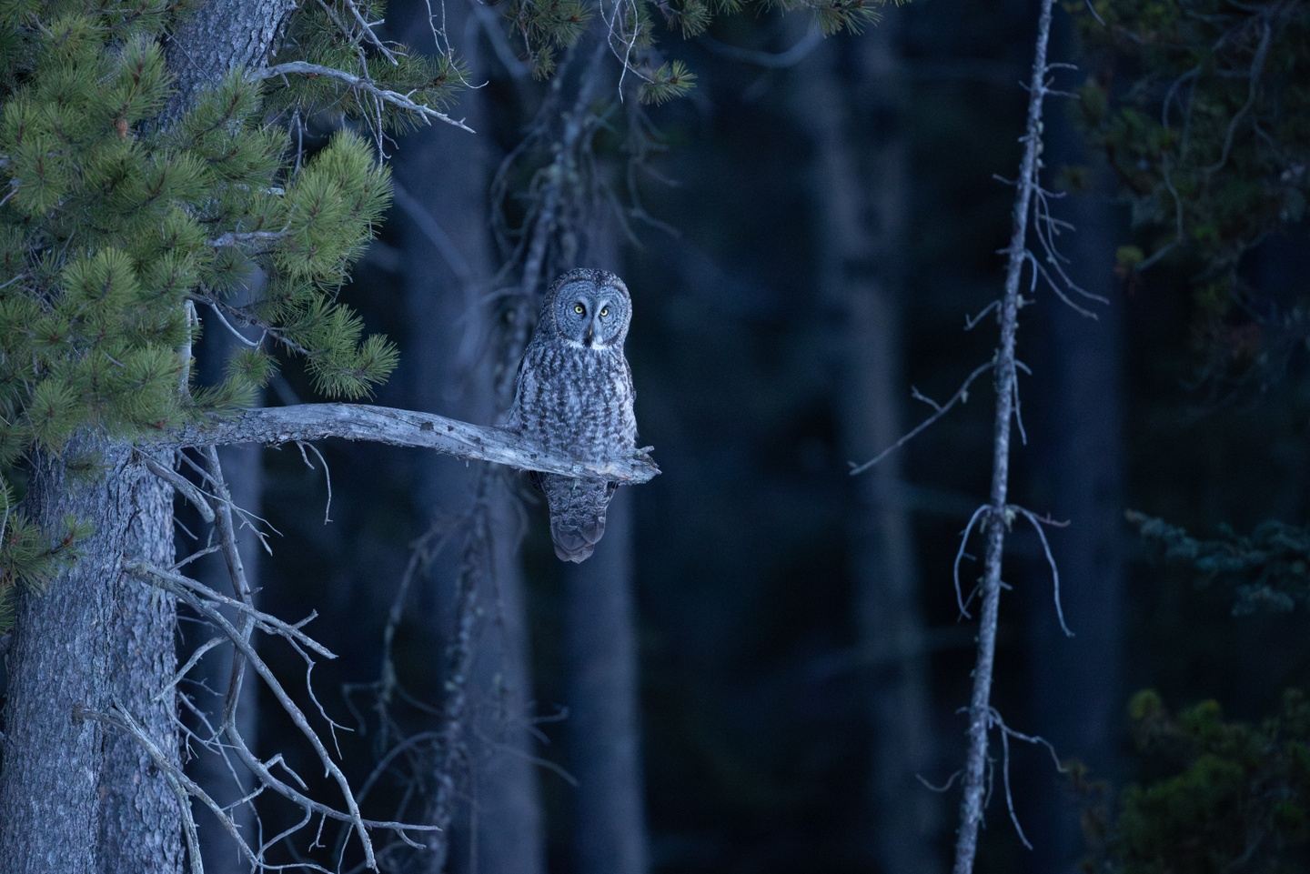 Private owl Tour