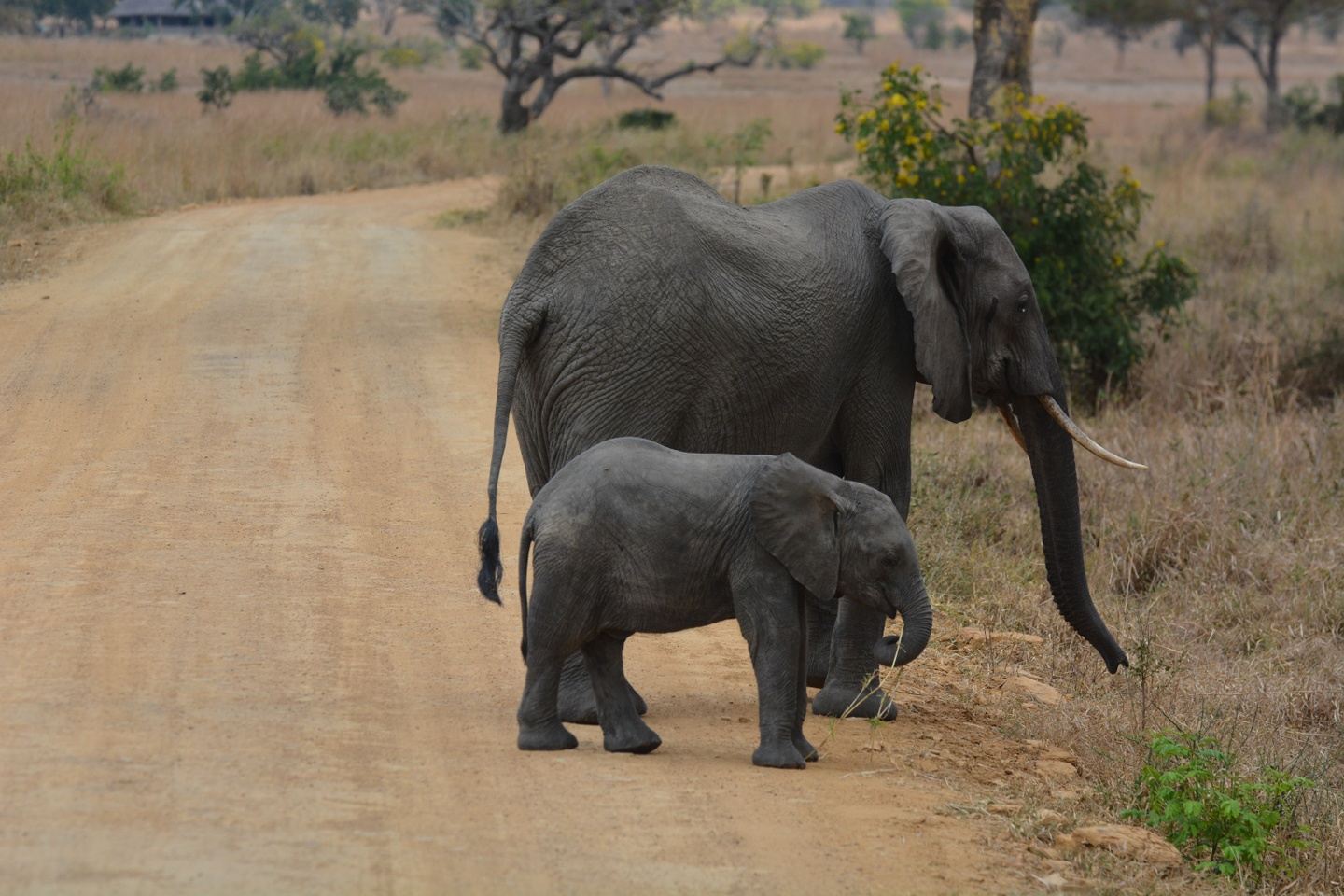 Mikumi Day Safari from Dar es Salaam