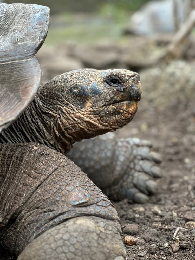 Discovering Galapagos