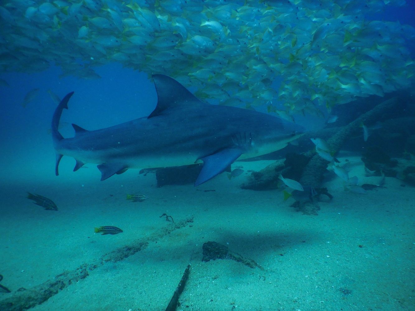 Cabo Pulmo Scuba Diving Private Tour up to 6 divers