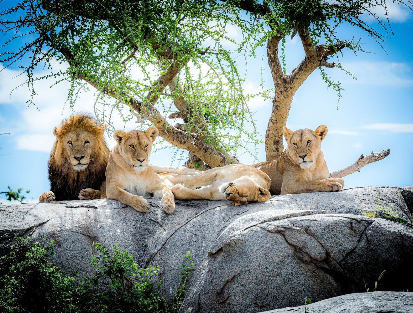 Bucketlist African Safari - Small Group 2027