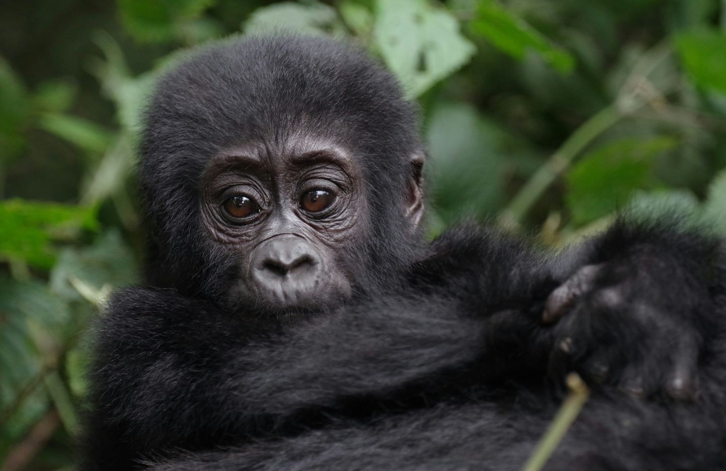 BWINDI UGANDA GORILLAS
